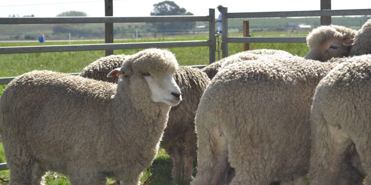 Federación Rural presentó diez “medidas de shock” para el rubro ovino