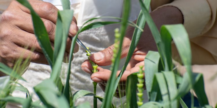 Plantean que el 5 de marzo sea declarado Día Nacional de Fitomejoramiento
