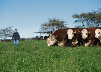 Lucía Perdomo, la nueva presidenta Hereford que buscará impulsar una raza protagonista en la ganadería nacional