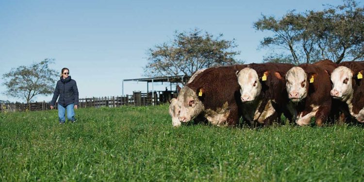 Lucía Perdomo, la nueva presidenta Hereford que buscará impulsar una raza protagonista en la ganadería nacional