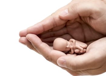 Human embryo protected by hands isolated on white background with clipping path