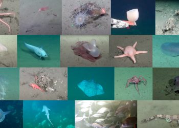 Misterios del océano profundo: los hallazgos más sorprendentes de la expedición SUB200 en Uruguay
