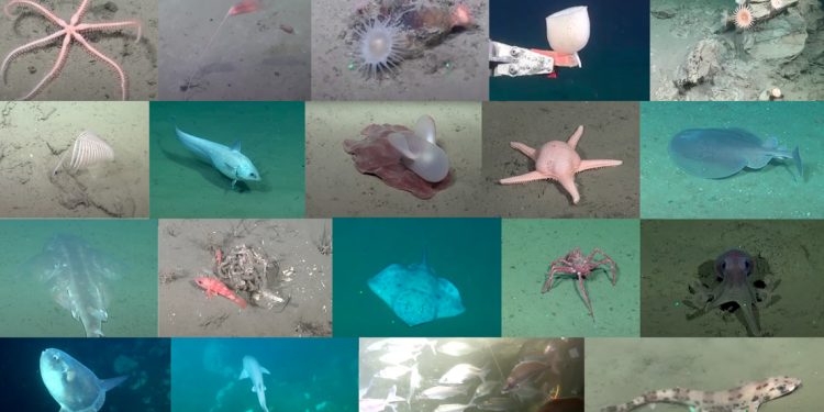 Misterios del océano profundo: los hallazgos más sorprendentes de la expedición SUB200 en Uruguay