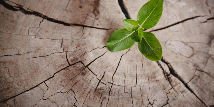 Crisis: ¿el fin de lo viejo y el comienzo de lo nuevo?