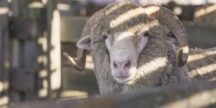 El Merino Australiano en el Prado mostrará el rumbo del afinamiento de la lana