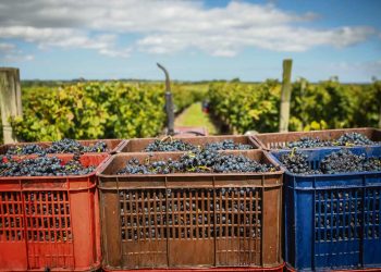 Viticultores desarrollan agenda política para generar la agroindustria del mosto concentrado