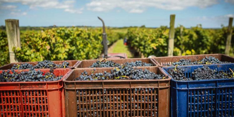 Viticultores desarrollan agenda política para generar la agroindustria del mosto concentrado