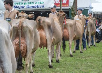 Comienza la Expo San José, la más importante de la lechería nacional