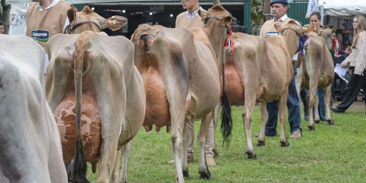 Comienza la Expo San José, la más importante de la lechería nacional