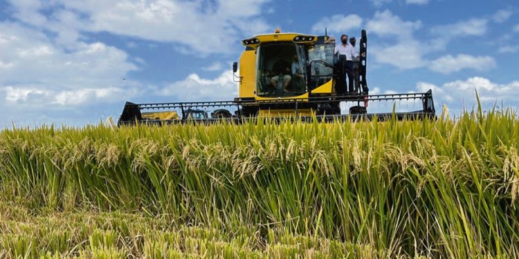 El productor arrocero “no está con el mejor ánimo”