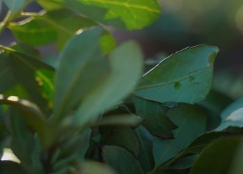 En Uruguay se consolida la producción de yerba mate en ambientes naturales, climas estables y abundante vegetación autóctona