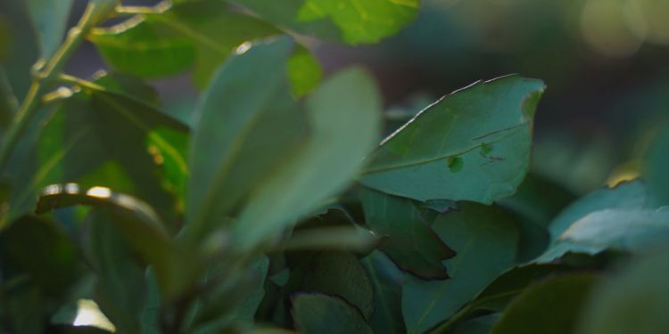 En Uruguay se consolida la producción de yerba mate en ambientes naturales, climas estables y abundante vegetación autóctona