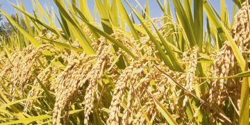 Alfredo Lago: el productor uruguayo “entendió que su arroz tenía que ser el mejor del mundo”