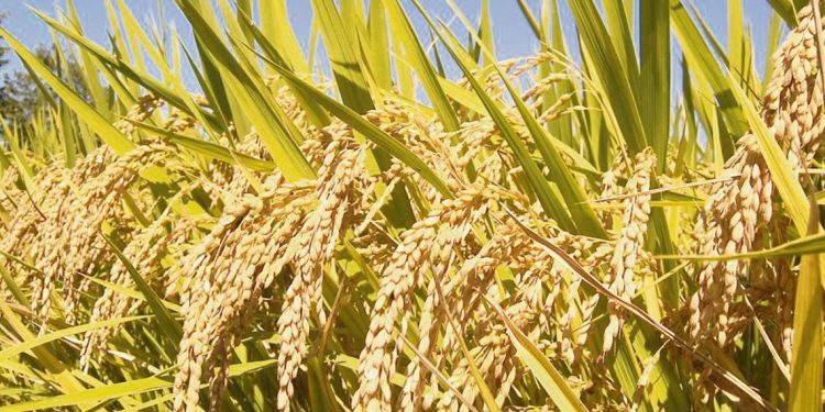 Alfredo Lago: el productor uruguayo “entendió que su arroz tenía que ser el mejor del mundo”