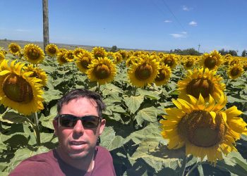 La falta de interés en la soja es oportuna para el fortalecimiento del girasol