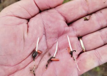 Mayor producción global, baja de precios y costos internos altos: el escenario del arroz