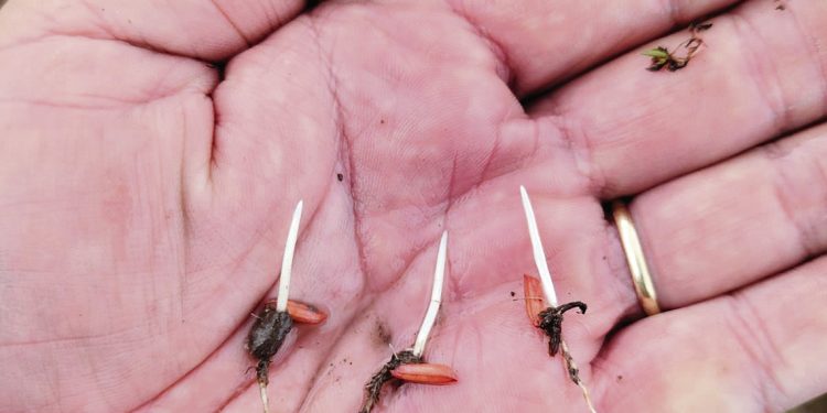 Mayor producción global, baja de precios y costos internos altos: el escenario del arroz