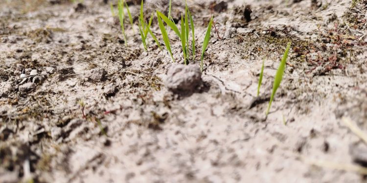 “Para los productores que riegan con represas, va a ser un año complejo”