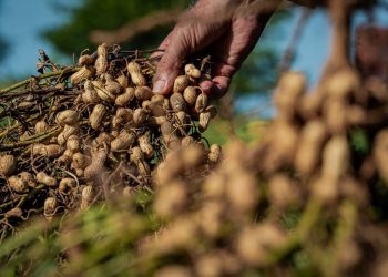 Sequías, falta de tecnología, investigación y mano de obra, los desafíos del maní