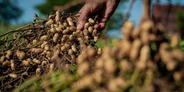 Sequías, falta de tecnología, investigación y mano de obra, los desafíos del maní