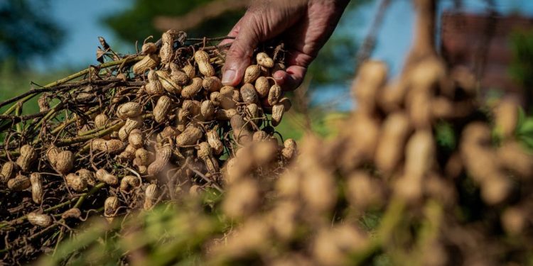 Sequías, falta de tecnología, investigación y mano de obra, los desafíos del maní