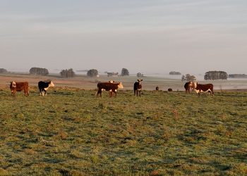 El clima y el buen desempeño productivo alejan las puntas para la concreción de venta de campos