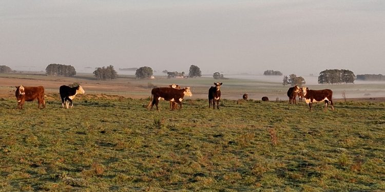 El clima y el buen desempeño productivo alejan las puntas para la concreción de venta de campos