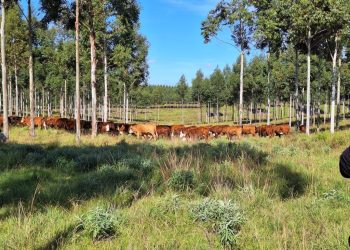 Susilvo tendrá su asamblea anual con cambio de autoridades en Migues, Canelones