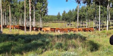 Susilvo tendrá su asamblea anual con cambio de autoridades en Migues, Canelones