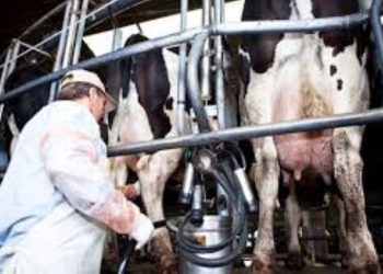 Tamberos alertan que las medidas sindicales están provocando derrames de leche por el atraso en la recolección