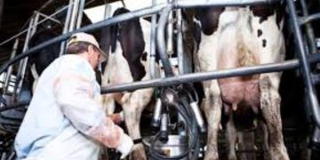 Tamberos alertan que las medidas sindicales están provocando derrames de leche por el atraso en la recolección