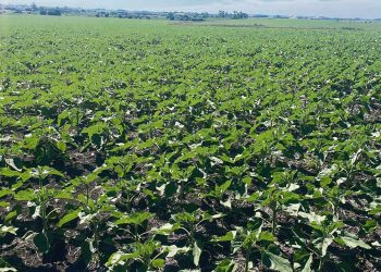 El buen uso de antimicrobianos es responsabilidad de todos