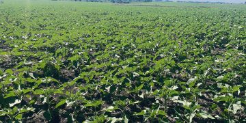 El buen uso de antimicrobianos es responsabilidad de todos