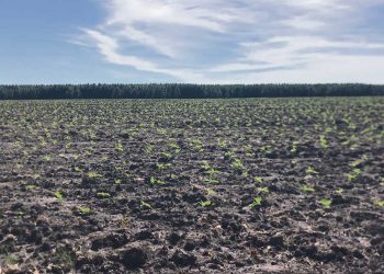 Panorama positivo para la agricultura de invierno y verano