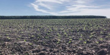 Panorama positivo para la agricultura de invierno y verano