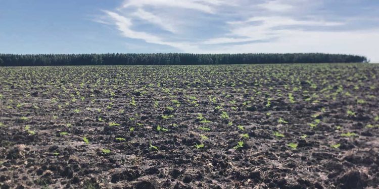 Panorama positivo para la agricultura de invierno y verano