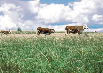 “El campo natural es uno de los principales determinantes de la competitividad”