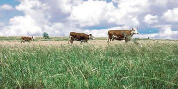 “El campo natural es uno de los principales determinantes de la competitividad”
