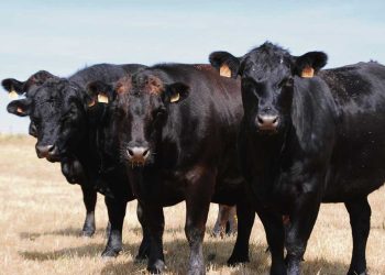 La crisis de Conexión Ganadera y los límites de los modelos de negocio