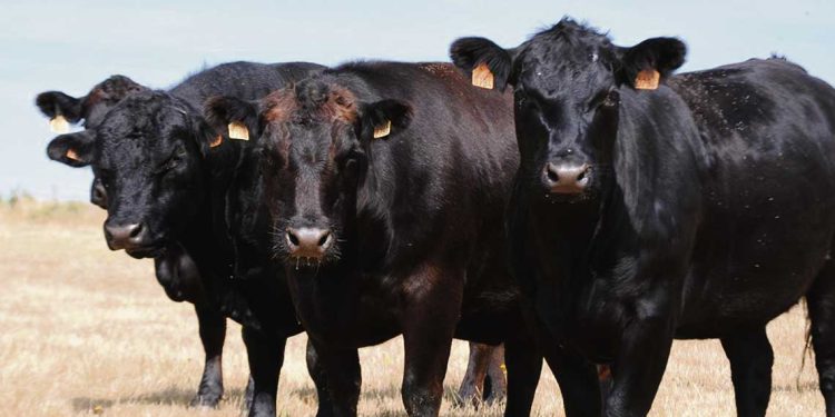 La crisis de Conexión Ganadera y los límites de los modelos de negocio