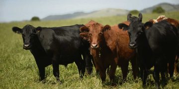 Abigeatos Uruguay reclama más recursos para seguridad rural en Senadores