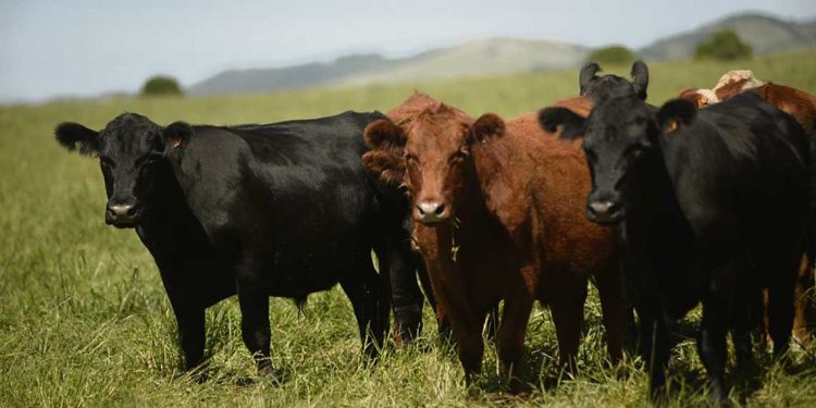 Abigeatos Uruguay reclama más recursos para seguridad rural en Senadores