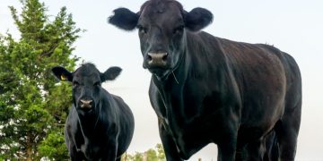 Conexión Ganadera: “Tuya, Daniela”