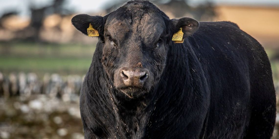 Conexión Ganadera: ¿ahora es el turno de los tomadores?