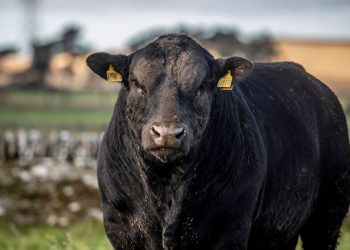 Conexión Ganadera: ¿ahora es el turno de los tomadores?