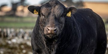 Conexión Ganadera: ¿ahora es el turno de los tomadores?