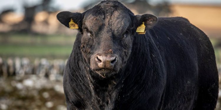 Conexión Ganadera: ¿ahora es el turno de los tomadores?