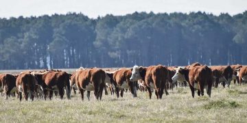 República Ganadera: fundadores declararon ante Fiscalía y revelaron detalles del colapso que dejó US$ 95 millones en deudas