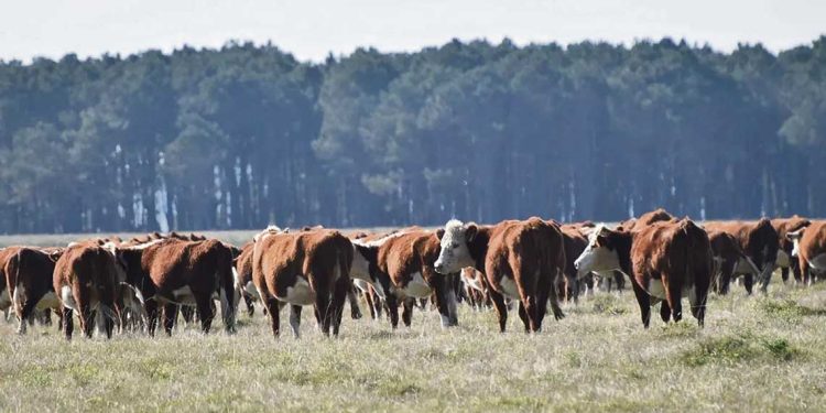 República Ganadera: fundadores declararon ante Fiscalía y revelaron detalles del colapso que dejó US$ 95 millones en deudas