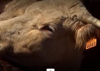 Conexión Ganadera y el bolillero de citaciones a Fiscalía